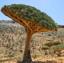 画像をギャラリービューアに読み込む, Positive Energy Palo Santo Sticks -Peru & Dragon's Blood