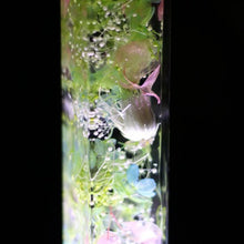 画像をギャラリービューアに読み込む, FLOWERiUM rainbow LED light <square type>