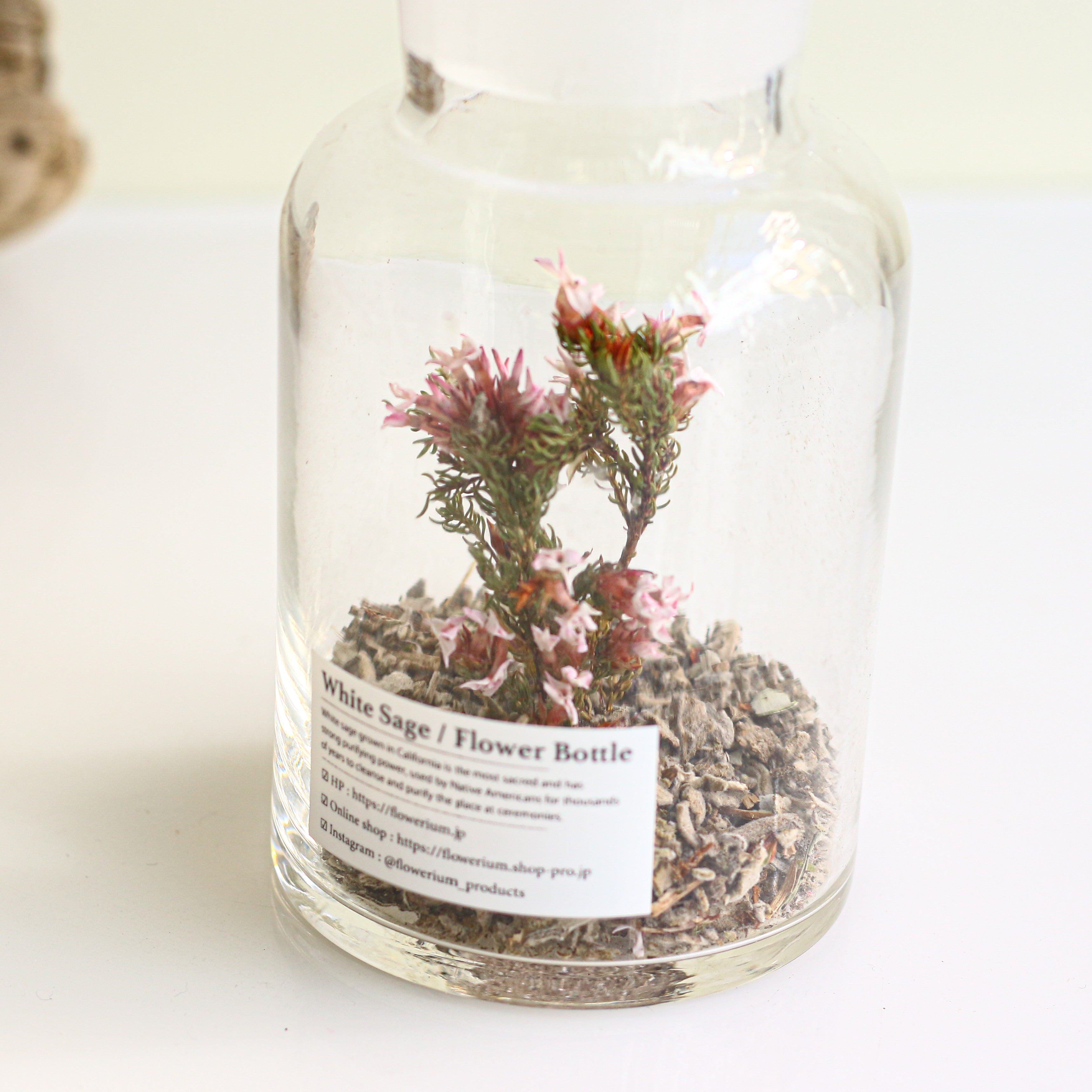 White Sage Flower Bottle
